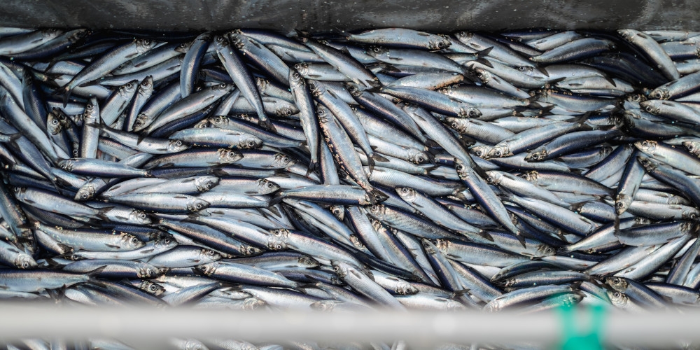 Exportação de pescados é suspensa após anúncio de tarifa de 50% pelos EUA
