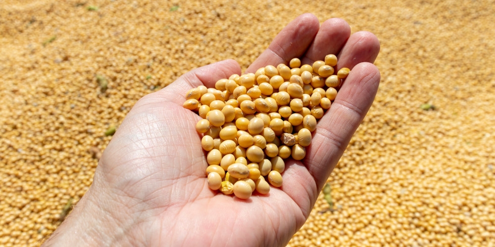 Agricultores dos EUA alertam que a China substituiu soja americana pela brasileira