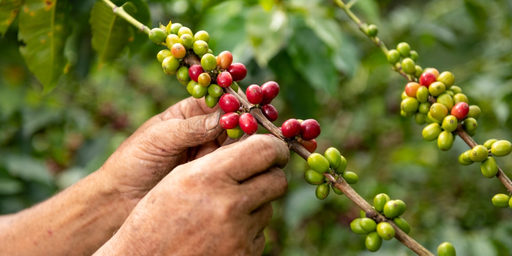 Colômbia pode ultrapassar o Brasil e se tornar principal fornecedora de café para os EUA